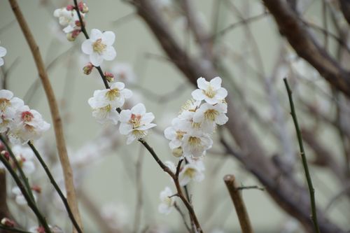 Free Close-up of white cherry blossoms on branches in spring, showcasing delicate petals. Stock Photo