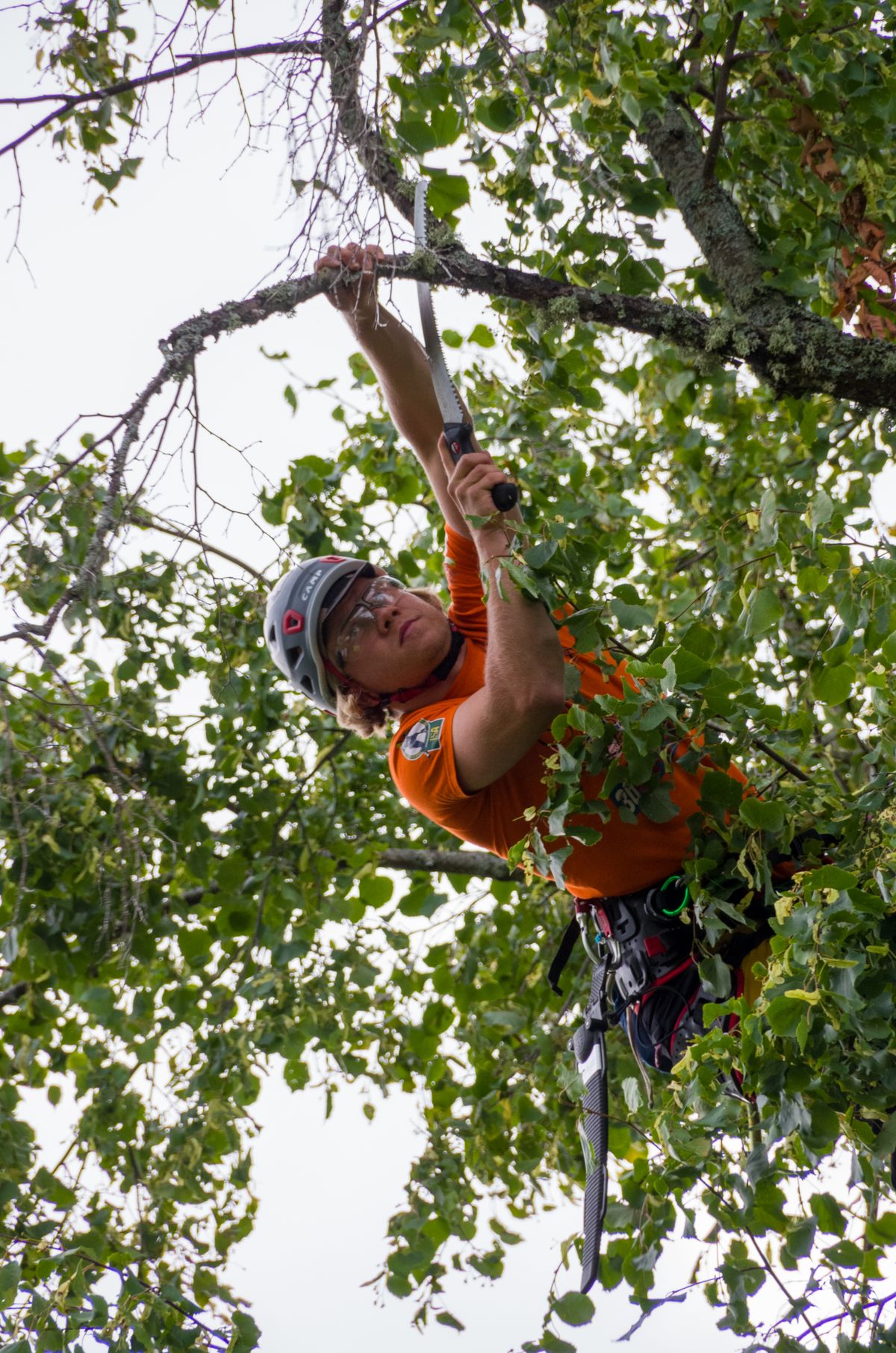Élagage : quand et pourquoi tailler vos arbres