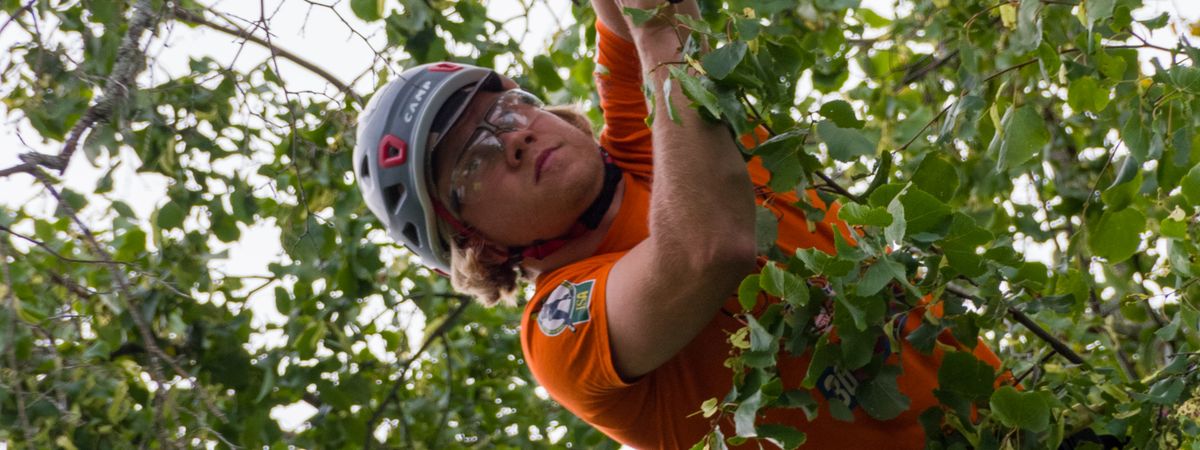 Arborist in helmet and harness climbing a tree to prune it (stock image)