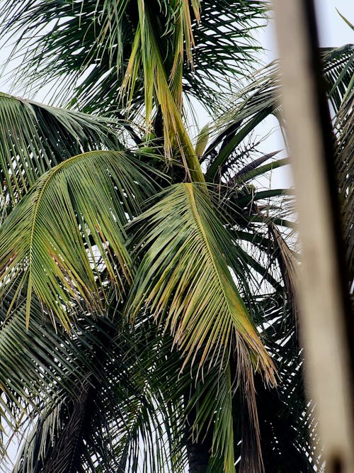 Green Palm Tree Leaves