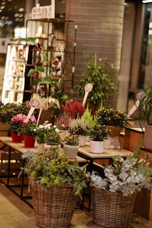 Potted Plants Displayed at a Flower Shop