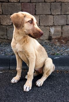 dog photo