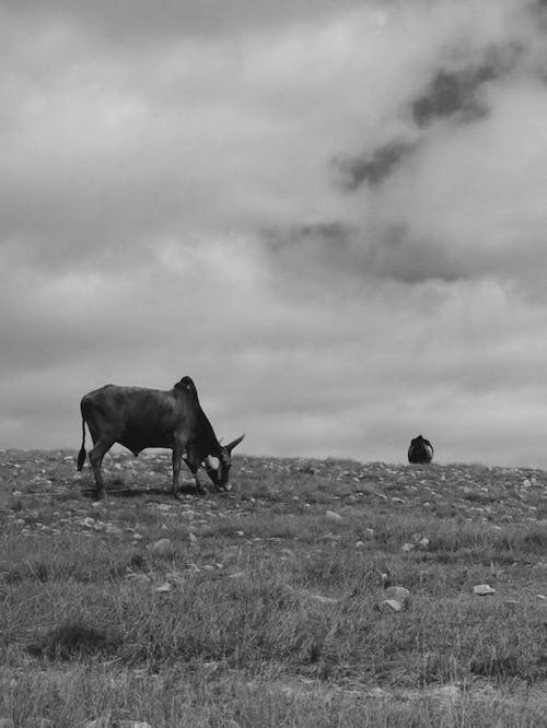 Cow on Pasture in Black and White