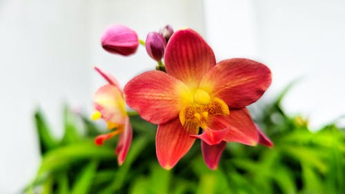 Kostenloses Stock Foto zu blume, makro, mottenorchidee