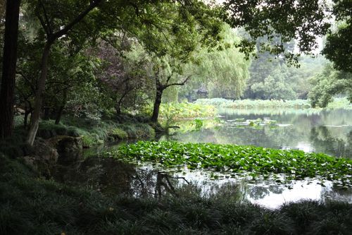 Free Tranquil forest lake surrounded by lush greenery and trees reflecting in the water. Stock Photo