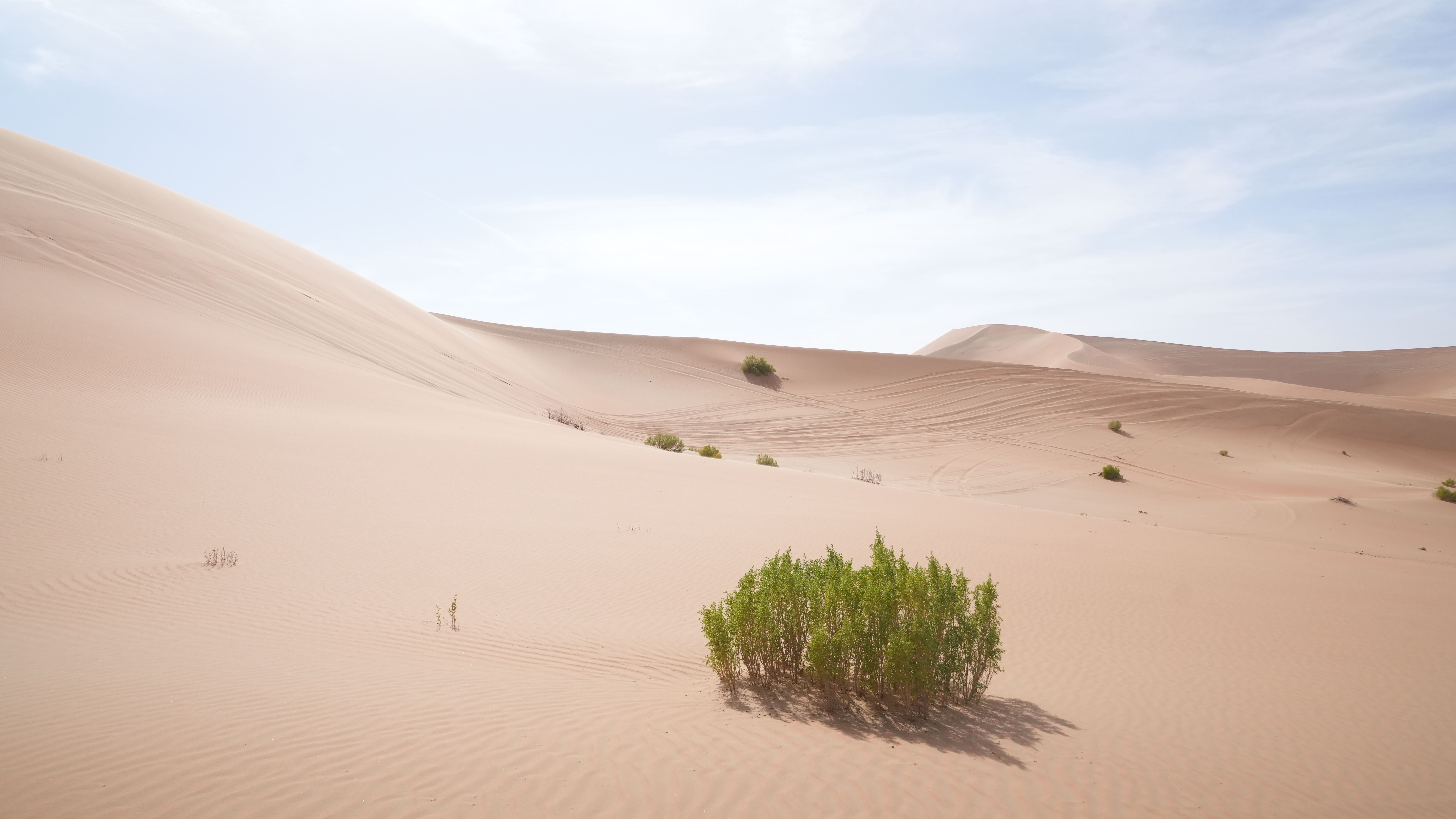 Bushes on arid desert, Libya