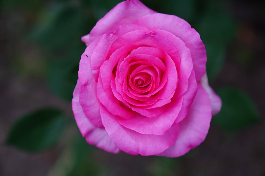 Close up of Pink Rose · Free Stock Photo