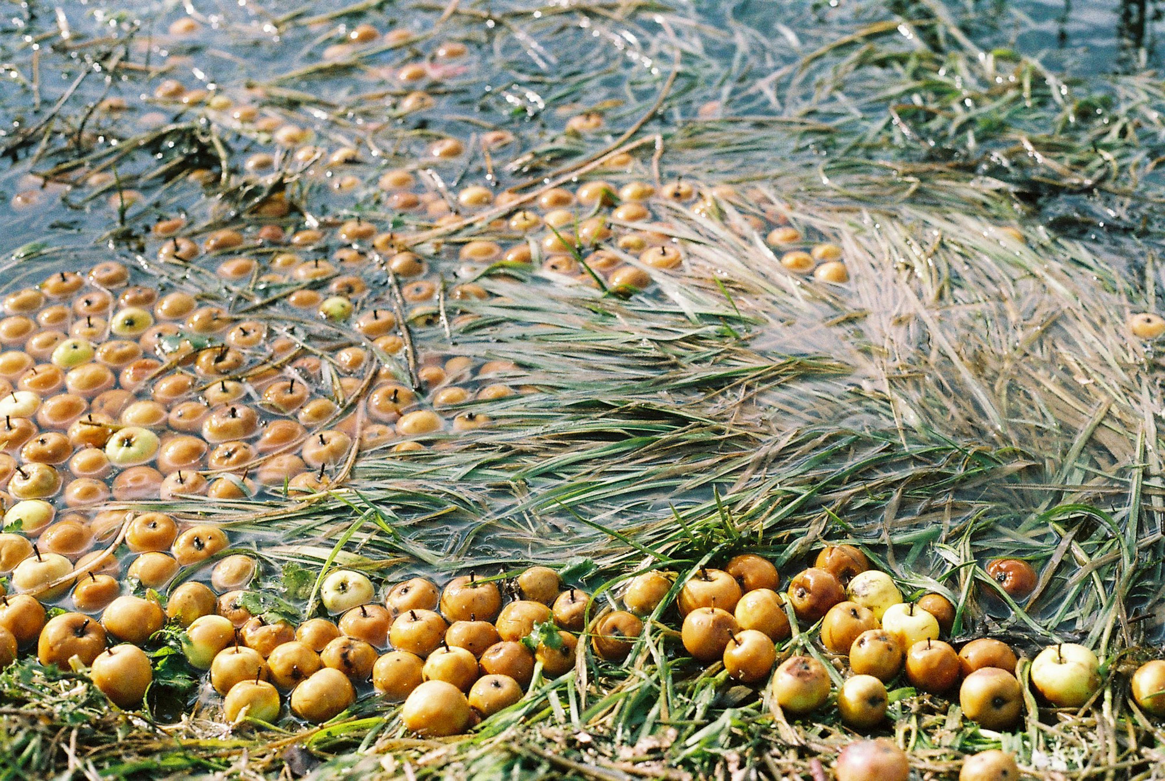 A group of apples floating among water and rushes, reflecting abundance and nature's bounty.