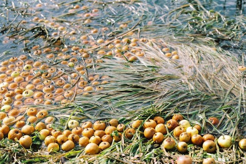 Fruit and Rushes Lying Down in Water