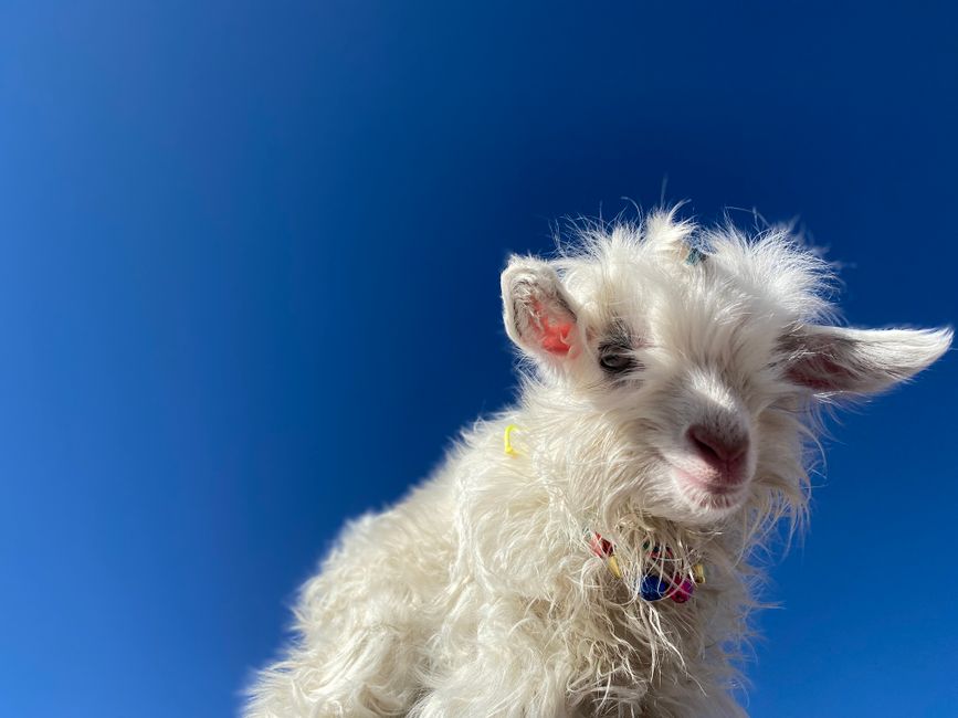 Close-up of a fluffy white Angora goat kid against a vibrant blue sky.