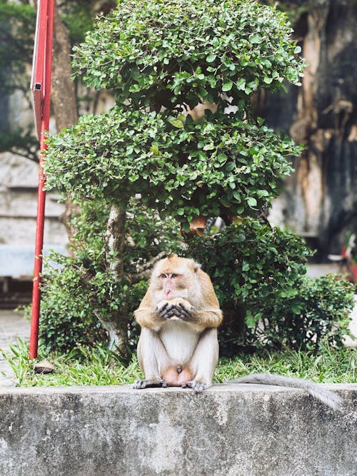 Monkey Sitting on Wall in Town