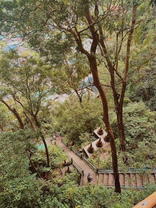 Бесплатное стоковое фото с вертикальный выстрел, высокий угол обзора, деревья