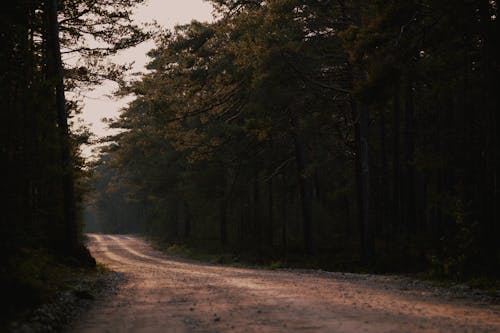 Fotobanka s bezplatnými fotkami na tému lesnatá krajina, lesy, nespevnená cesta