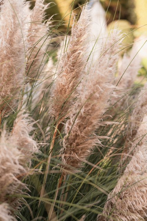 Free A detailed close-up shot of pampas grass captured in an outdoor setting, highlighting its natural beauty. Stock Photo