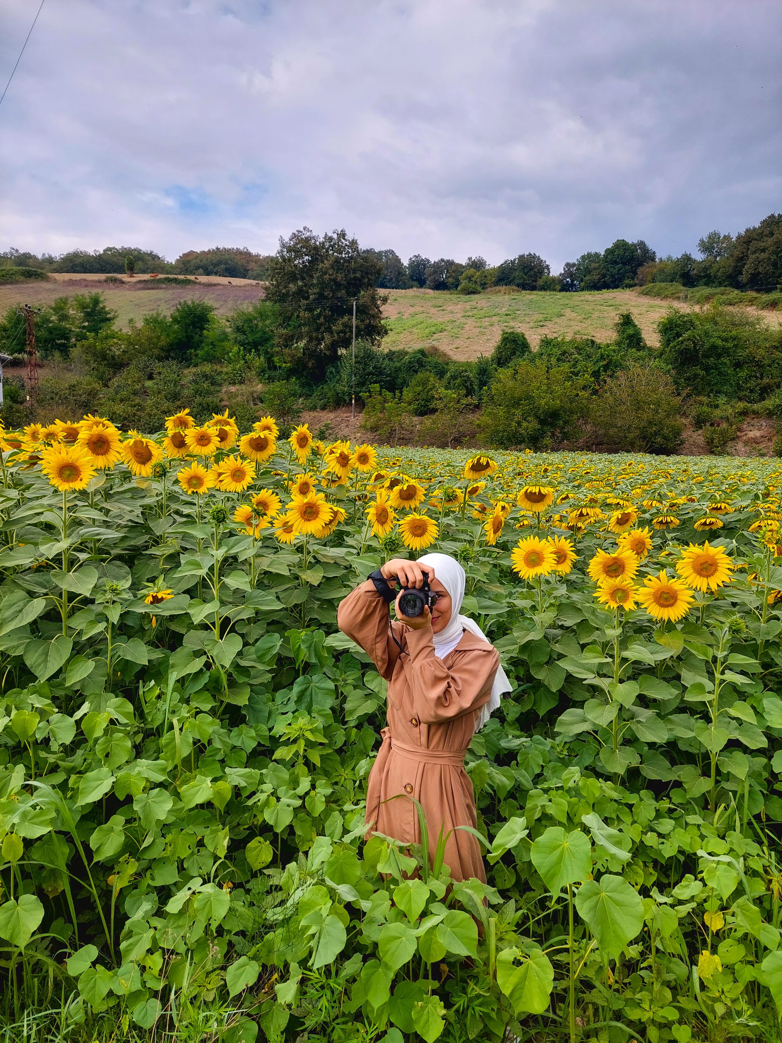 Woman in Hijab Taking Pictures on Field of Sunflowers · Free Stock Photo