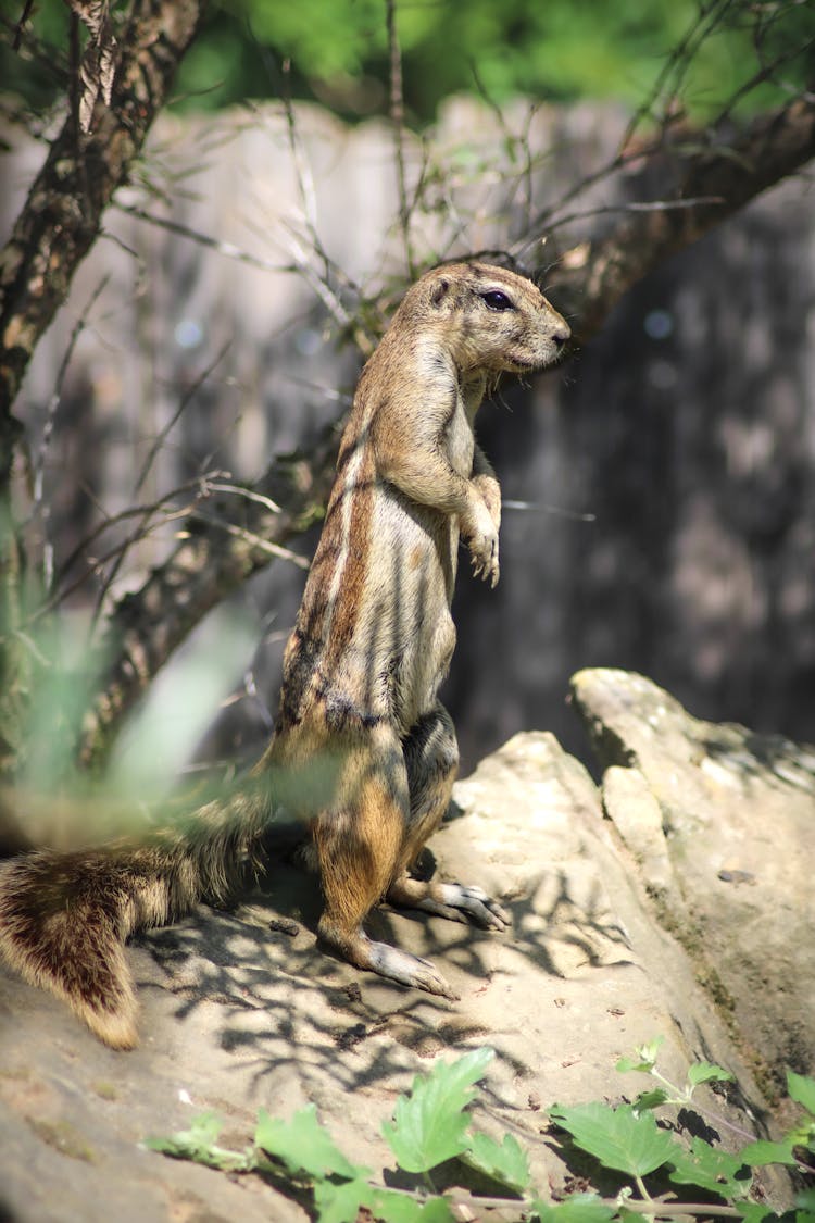 Squirrel Standing On Ground