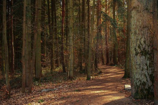  tranquil path winding through an autumn forest, surrounded by tall trees.