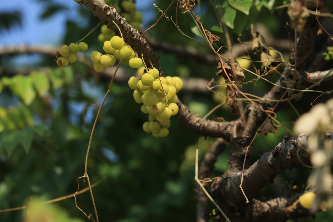 Close up of Green Fruit on Tree