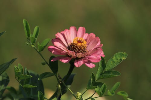 ピンク, 一般的な百日草, 工場の無料の写真素材