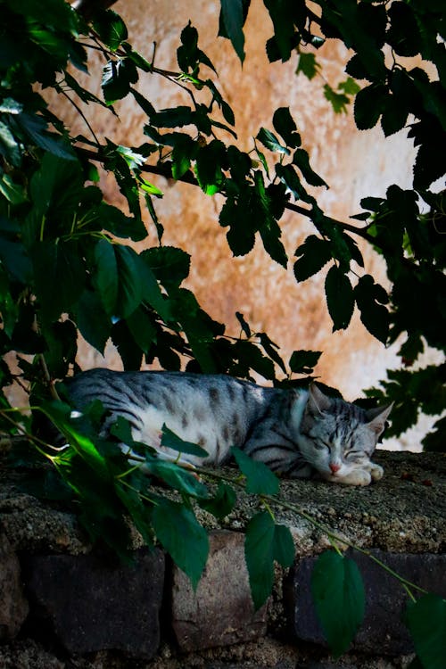 Free stock photo of calico cat, cat, stray cats