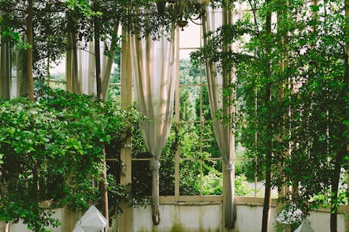 View of Trees Growing Inside a Building with Windows and Curtains 