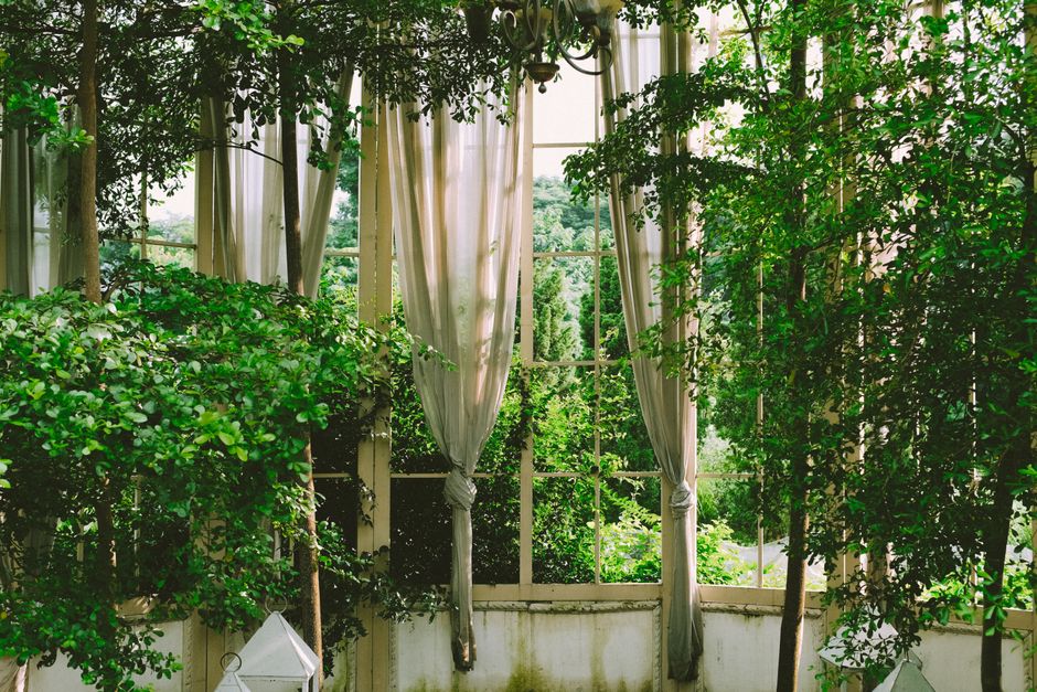 A tranquil view of a greenhouse interior with lush greenery and soft draped curtains.