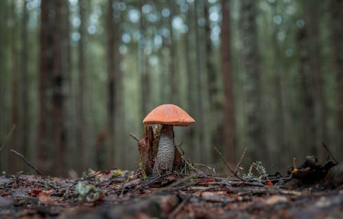 Foto stok gratis alam, hutan, jamur