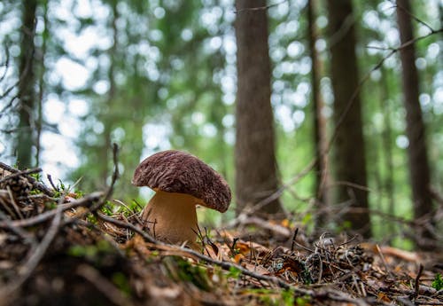 Mushroom on Ground in Forest
