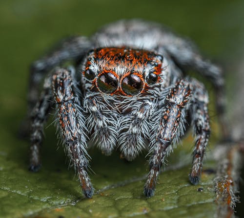 Fotobanka s bezplatnými fotkami na tému fotografie zvierat žijúcich vo voľnej prírode, himalájsky skákavý pavúk, list