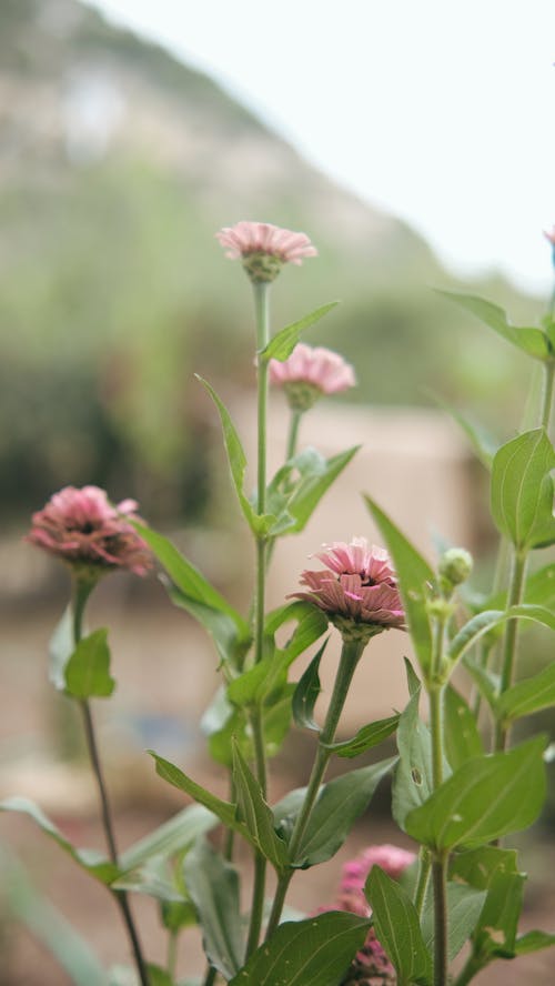 Close up of Pink Flowers