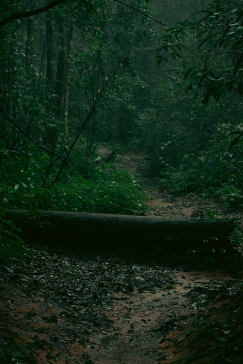 Free stock photo of dark green, forrest, trees forest