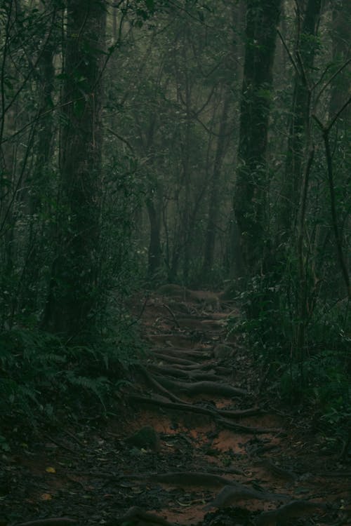 Free stock photo of dark green, forrest, trees forest