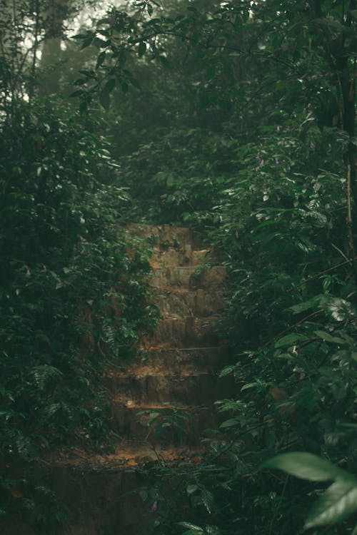 Free stock photo of dark green, dark green plants, forrest