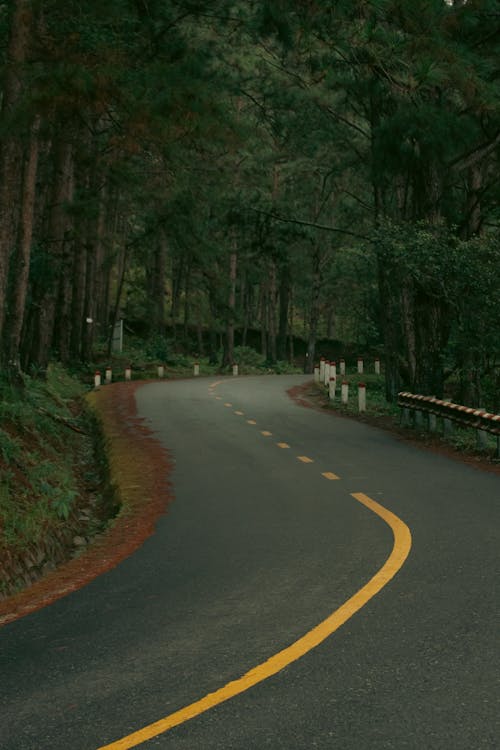 Free stock photo of dark green, forrest, trees forest