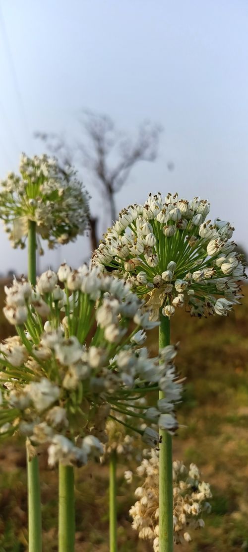 Free White flower. Stock Photo