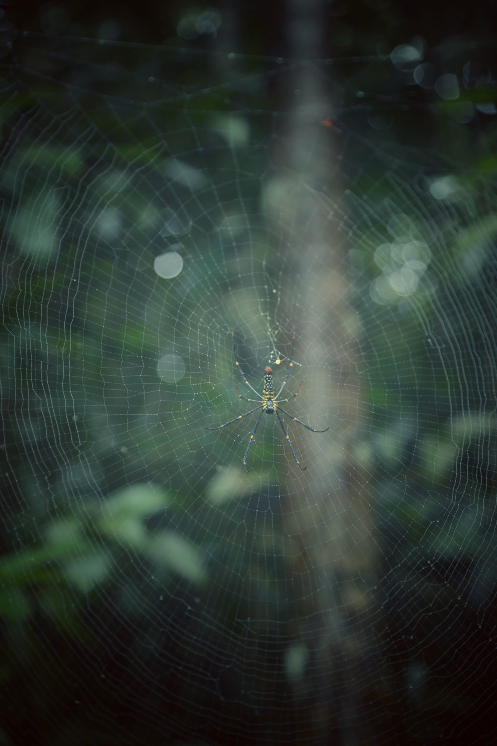 A spider in a web in the forest · Free Stock Photo