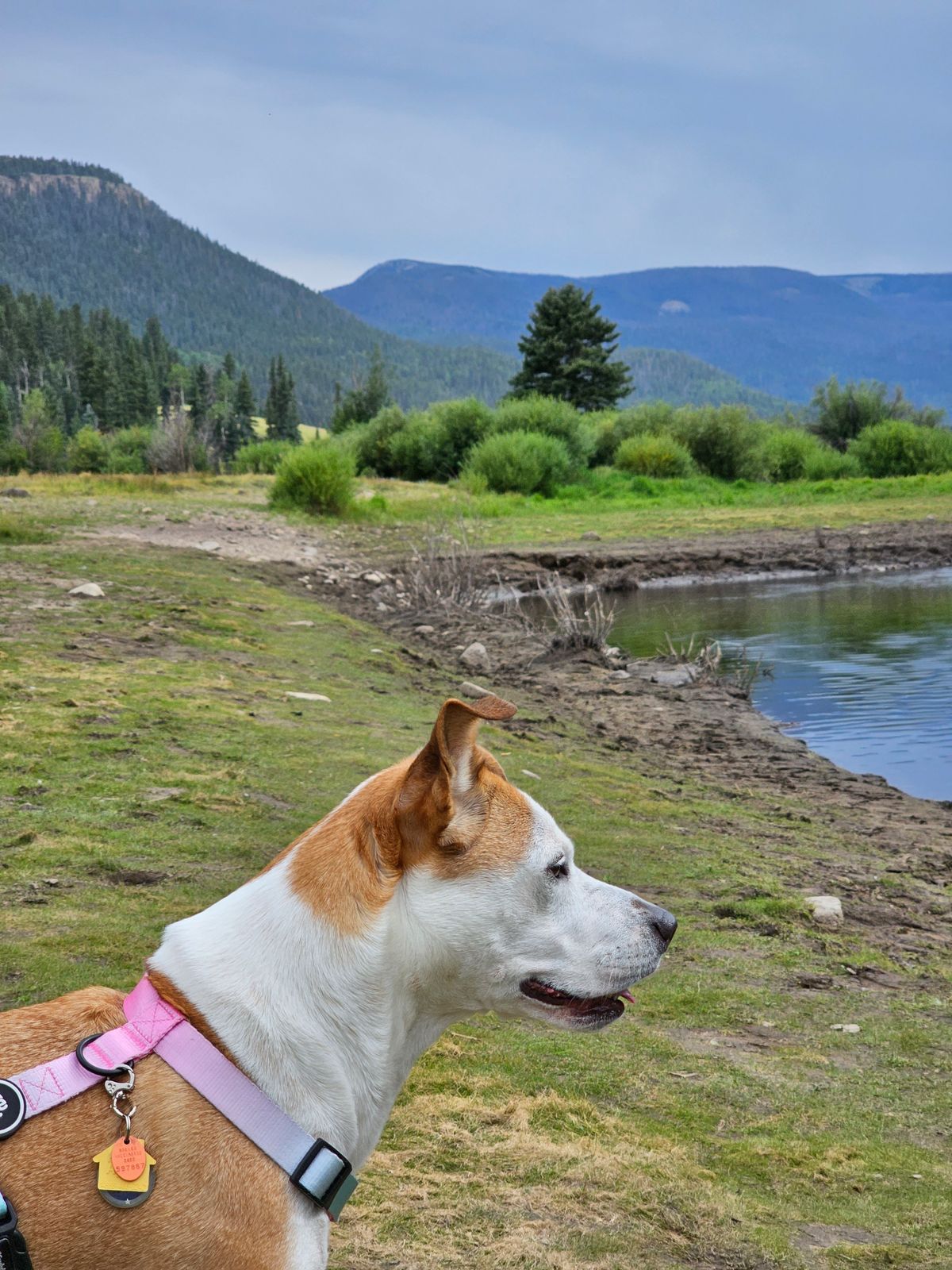 Is Your Homemade Pet Food Nutritionally Complete? Signs, Tests & Vet Check-Ups