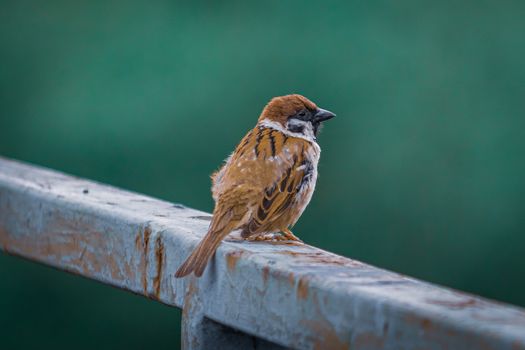 Close-up of a Eurasian Tree Sparrow perched on a metal bar with a green background in Satu Mare, Romania.
