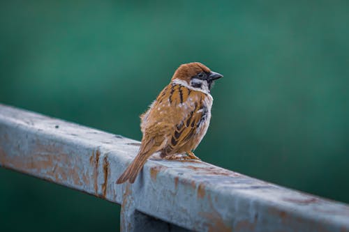Free Small Sparrow Bird Stock Photo