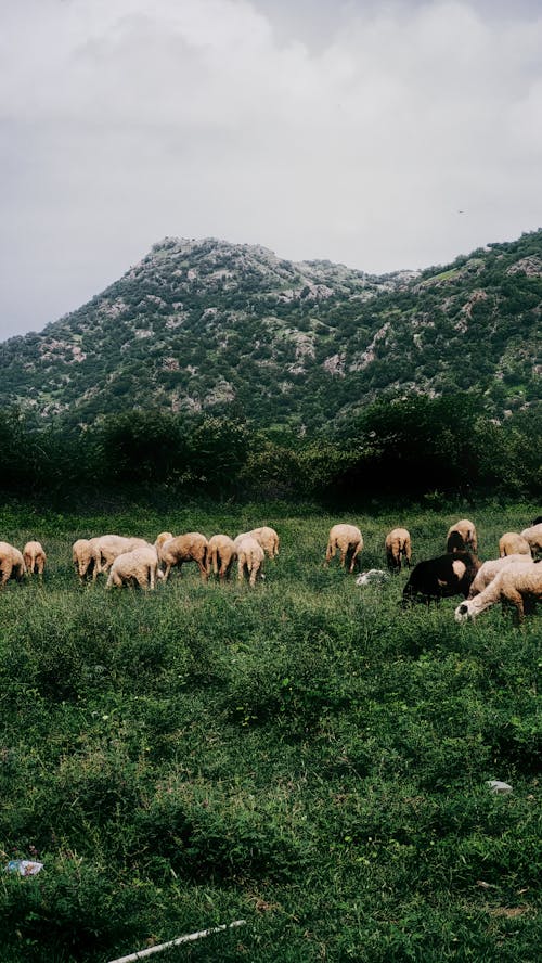 Sheep Grazing in the Pasture and Distant Mountains 