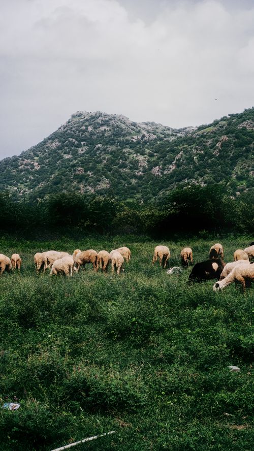 Free A peaceful scene of sheep grazing in a lush meadow with a mountainous backdrop. Ideal for rural themes. Stock Photo
