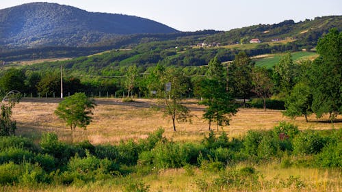 Scenic View of a Countryside with Green Trees and Mountains in Summer