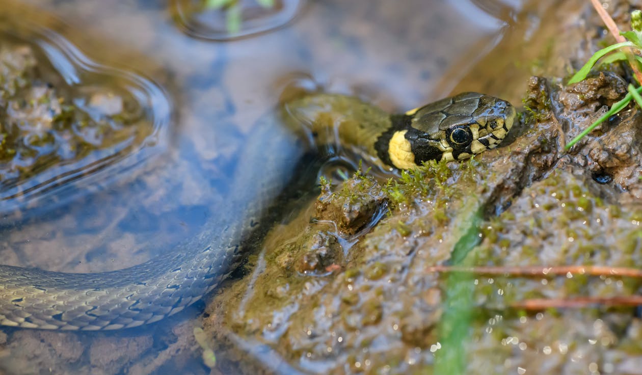 Close-up of the Grass Snake in Water · Free Stock Photo