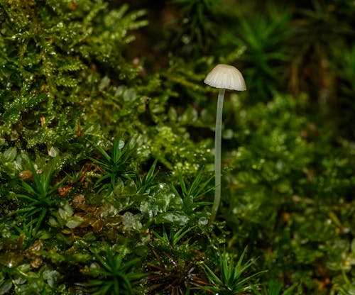 Close-up of a Mushroom and Moss 