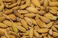 Extreme Close-up of Grains