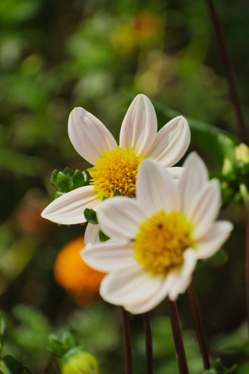 Free Delicate white flowers with vibrant yellow centers in a summer garden setting. Stock Photo