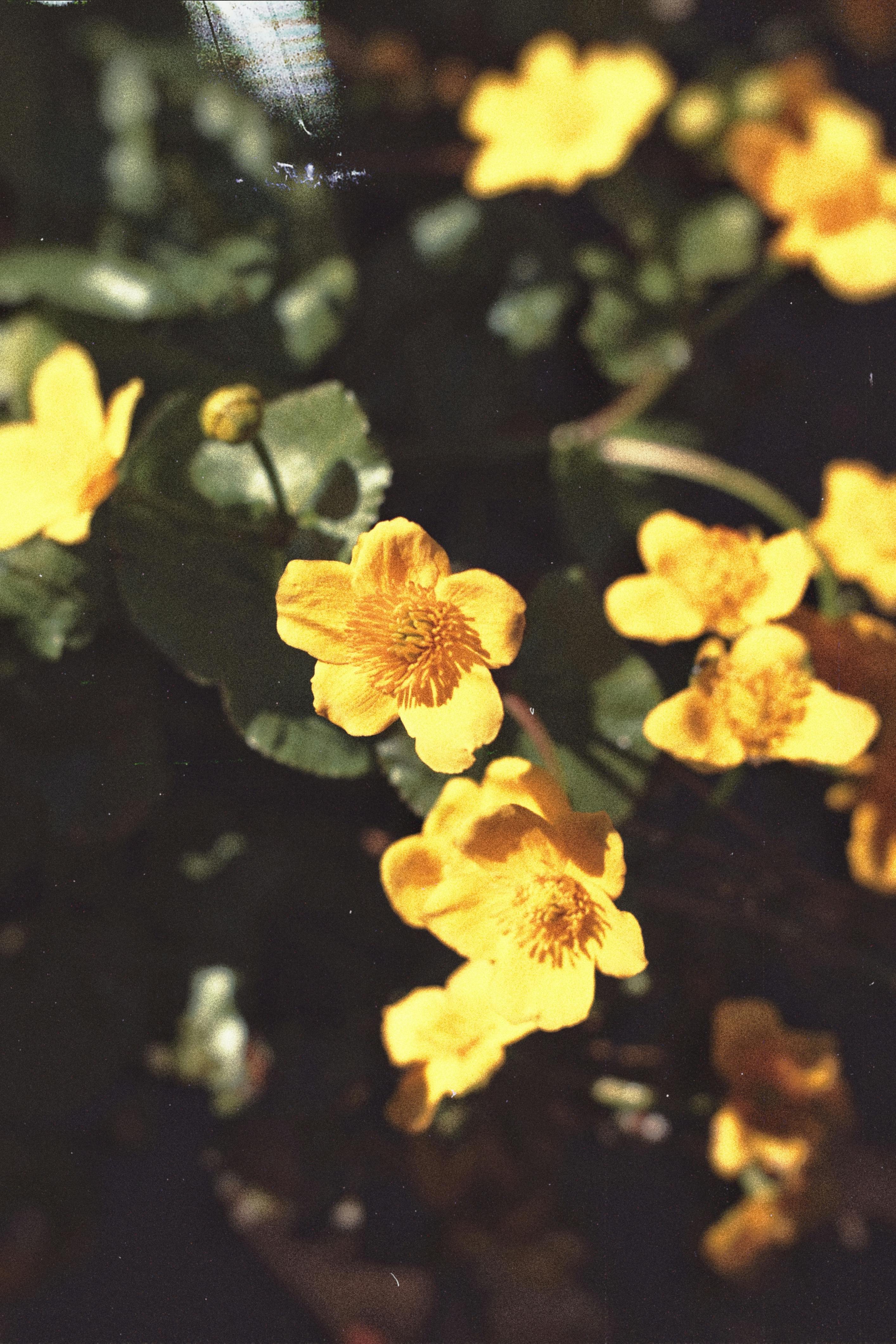 Close-up of vivid yellow flowers displaying natural elegance in bright sunlight, capturing summer florals.