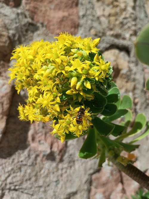 Flor, abeja 