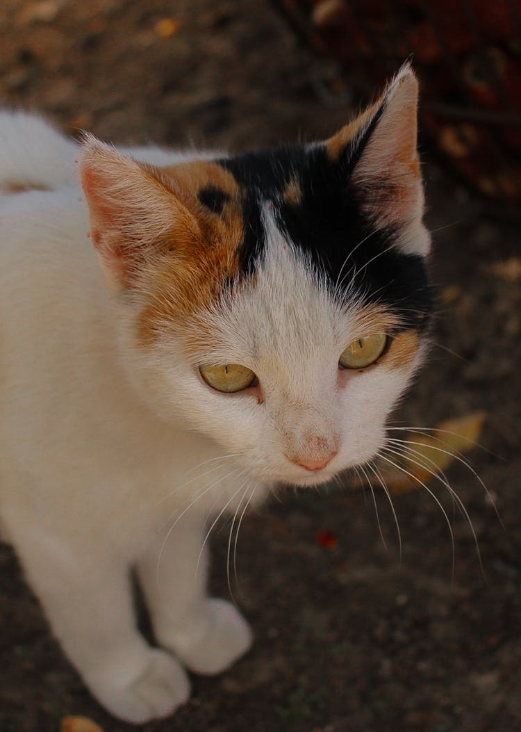 Calico Cute Cat