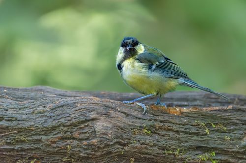 Free A vivid blue tit bird perched on a textured log in a natural outdoor setting. Stock Photo